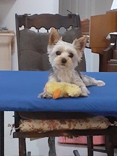 Small tan dog lying on a table indoors with a plush toy in front of it.