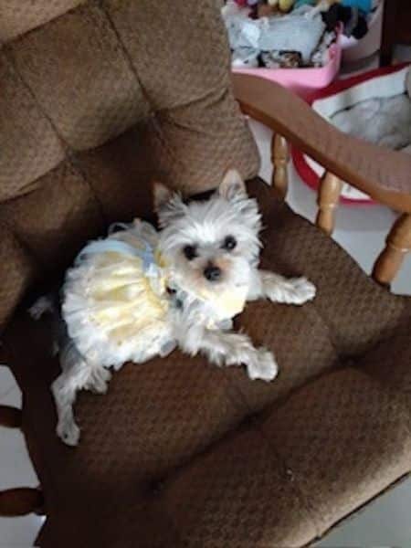 Small white dog resting comfortably on a chair indoors, wearing a light-colored outfit and looking relaxed.