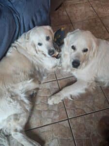 Two Golden Retrievers resting together on the floor at home, one identified as Willow Hersman, relaxed and affectionate moment.