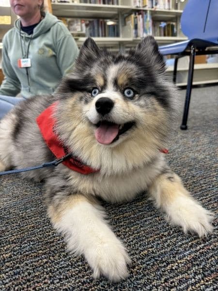 Fluffy therapy dog lying on a library carpet wearing a red bandana, interacting in a calm indoor setting.