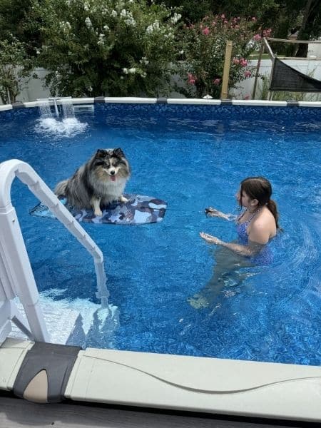 Small dog sitting calmly on a floating mat in a backyard swimming pool while a person stands nearby.