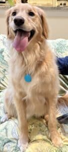 Happy and friendly Golden Retriever Mix with tongue out. Golden Retriever mix sitting on a couch.