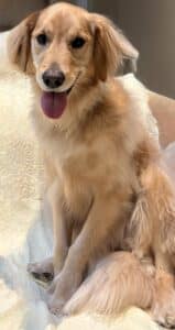Happy and friendly Golden Retriever Mix with tongue out. Golden Retriever mix sitting on a couch.