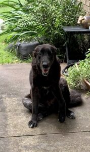 This sweet boy was one of my favorite pups. My heart still hurts from the loss. He was so affectionate, sweet and silly. I gave him the nick name Care Bear. I adopted Care Bear! His gait was wonky, apparent broken back as a puppy, injured front leg and paralysis in one eye that caused to to droop. He got along beautifully with all my pups at the time male and females. GRRMF rescued him with 5 other of his siblings from a rough home situation.