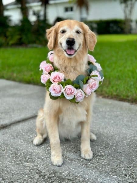 Golden retriever sitting outdoors wearing a flower crown.