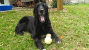 Sheabya arrived as a foster pup soon after I lost one of my sweet male pups. She was an amazing additional to my current 3 of crew of pups at that time. She was an flat coat retriever with a beautiful, sweet, smart and very silly personality. She got along beautifully with my 2 female goldens and male Labrador. We all missed her when she was adopted.