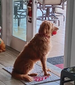 Golden retriever sits on a mat in front of a glass door, holding a ball in the mouth.