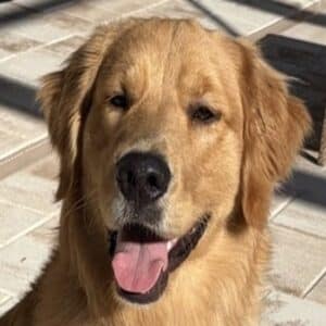 Happy Golden Retriever with tongue out. Golden Retriever Headshot.