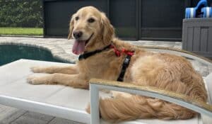 Golden Retriever seating by the pool, relaxed with tongue out. Happy Golden Retriever looking at the camera.
