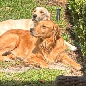 2 goldens laying side by side, one cream, one red.