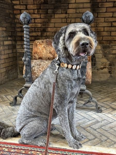 Gray doodle dog sitting indoors on a decorative rug, wearing a collar and leash, looking calmly at the camera.