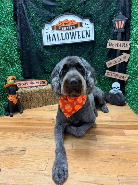 Gray doodle lying on a wooden floor wearing an orange Halloween bandana with a Halloween-themed backdrop.