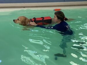 Golden in a red life vest swimming with a volunteer holding on assisting.