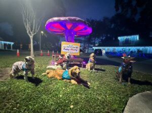 The Goldens laying down and sitting in front of a glowing mushroom at the Gingerbread Run at Give Kids The World Village, Hearts of Gold Therapy Teams. The dogs get love and hugs from children and adults alike.