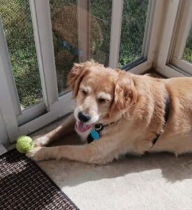 Golden retriever resting peacefully, mouth slightly open, eyes half-closed, black harness, playing with tennis ball.