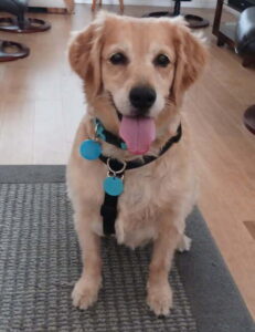 Friendly golden retriever seated upright, light golden coat, tongue out, alert gaze, black harness with blue tags.