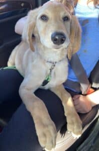 Golden retriever puppy sitting calmly on a person’s lap in a car. Golden Retriever with light cream coat, long floppy ears, gentle eyes, green and black leash clipped to collar.