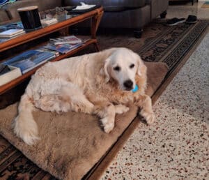 Light colored golden curled up on a brown dog bed.