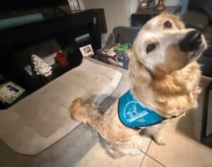 Golden looking up at camera with blue therapy dog vest.