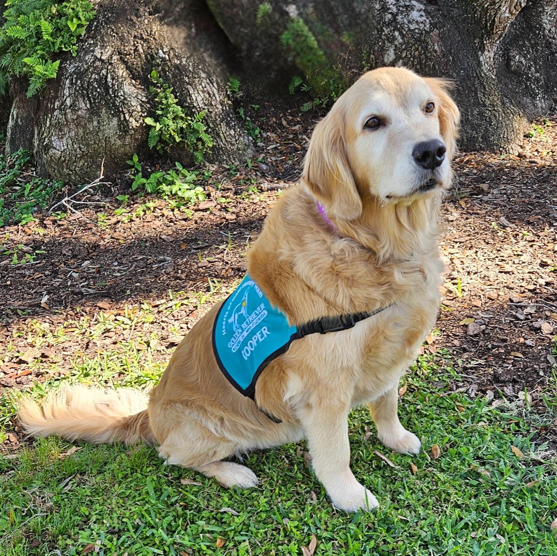 Golden Retriever wearing a Hearts of Gold therapy vest, sitting outdoors on grass near large trees.