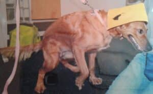 Golden retriever wearing a yellow grad hat. Medium-sized Golden, reddish-brown coat, standing calmly indoors, leash attached, gentle and slightly amused expression.