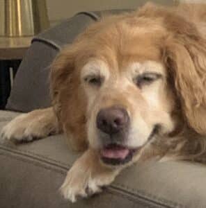 Golden resting on the couch armrest. Golden retriever with a light brown coat, head and paws draped over armrest, eyes half-closed, mouth slightly open, relaxed.