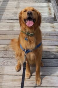 Golden sitting on a wooden boardwalk. Golden retriever seated on sunlit boardwalk, blue harness and leash, tongue out, alert and joyful in nature.