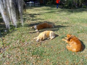 Three Goldens are laying on some grass enjoying the sun.