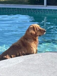 Golden Retriever Boomer Davies standing in a swimming pool, calmly enjoying the water outdoors.