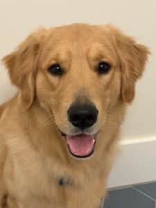 Dog happily looking at camera with open mouth and tongue hanging out