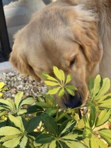 Dog sniffing plants