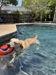 Tan dog holding a toy and wading through water