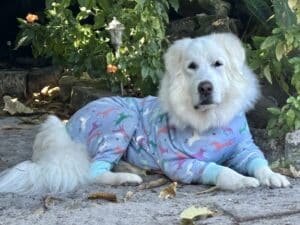 White fluffy dog wearing a onesie looking at the camera