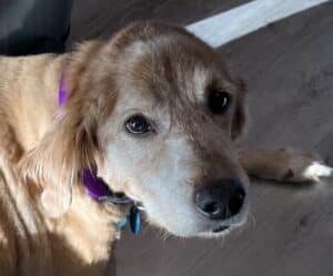 Old golden retriever with white and grey hair around the nose looking lovingly at the camera