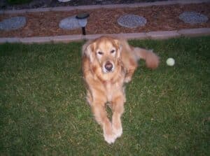 A golden retriever lies on a grassy lawn facing the camera, with a tennis ball nearby.