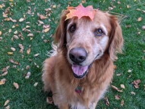 A golden retriever sits on green grass with fallen leaves, smiling at the camera with an orange leaf resting on its head.