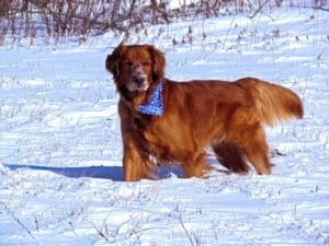 A golden retriever stands in a snowy field wearing a blue bandana, with snow on its nose.