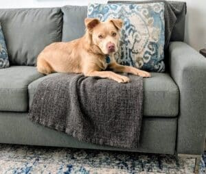 A light tan dog lounges on a gray couch on top of a dark blanket, looking toward the camera.