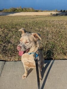 A light tan dog with a blue collar sits on a sidewalk on a sunny day with a leash attached, tongue out, near a grassy area and a lake in the background.