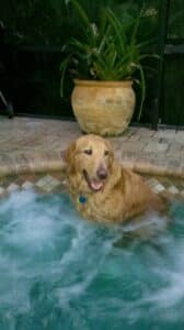 A golden sitting in a hot tub.