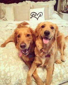 Two goldens laying together on the bed.