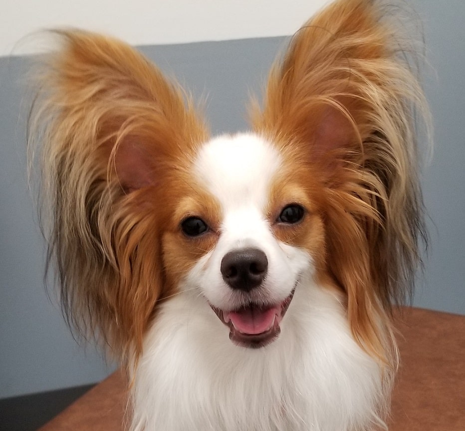 Close up of a papillon dog with large ears and a pink tongue.