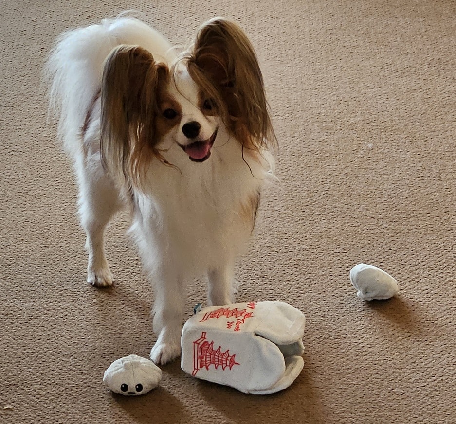 Papillon dog with large ears standing next to plush toys shaped like a takeout box and dumplings.