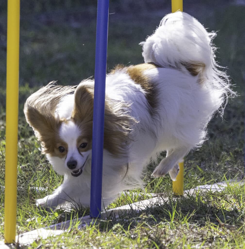 Papillon dog with large ears running through blue and yellow agility poles on grass.