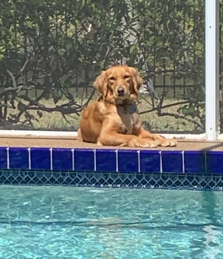 Golden retriever lying on a concrete ledge next to a swimming pool.