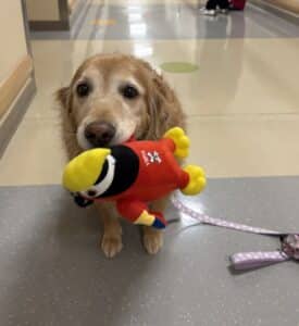 Golden retriever standing in a hallway holding a red plush parrot toy in its mouth.