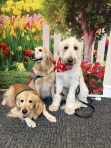 Two golden retrievers wearing Hearts of Gold vests and one doodle wearing a heart-patterned bandana in front of a flower backdrop.