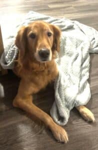 Golden lying on wooden floor with blanket. Golden retriever resting on floor, light gray blanket draped over body, calm gaze and cozy mood.