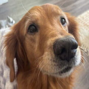 Reddish‑golden retriever headshot. Golden with dark eyes and black nose.