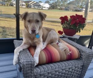 This dog is laying down across a colorful cushion on a porch.